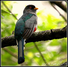 Priotelus roseigaster