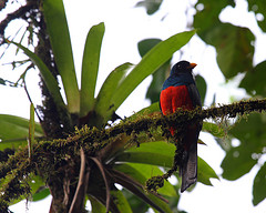 Trogon clathratus