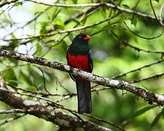 Trogon massena