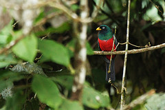 Trogon comptus