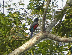 Trogon melanurus