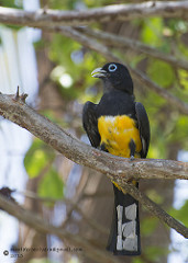 Trogon melanocephalus