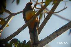 Trogon citreolus