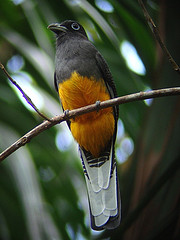 Trogon chionurus