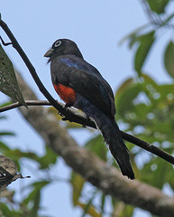 Trogon bairdii