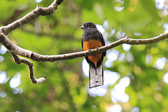 Trogon viridis