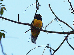 Trogon caligatus