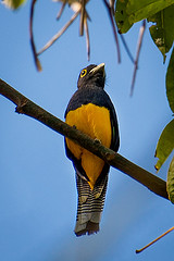 Trogon ramonianus
