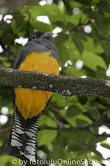 Trogon violaceus