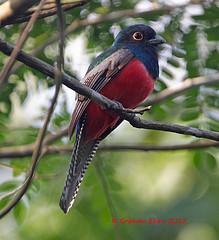 Trogon curucui