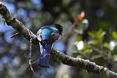 Trogon surrucura