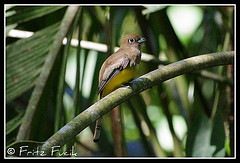 Trogon rufus