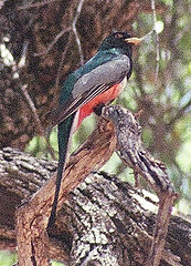 Trogon elegans