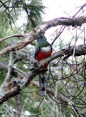 Trogon mexicanus