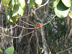 Trogon collaris