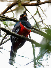 Trogon personatus
