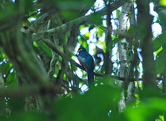 Apaloderma aequatoriale