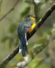 Apalharpactes reinwardtii