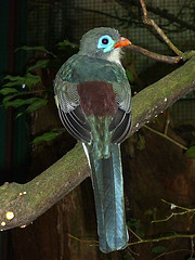 Apalharpactes mackloti