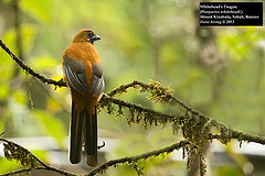 Harpactes whiteheadi