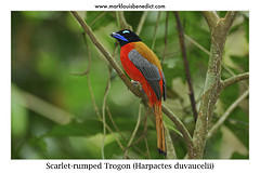 Harpactes duvaucelii