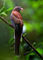 Harpactes erythrocephalus