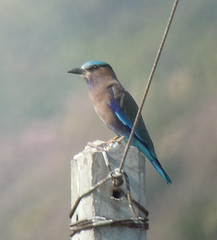Coracias benghalensis