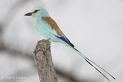 Coracias abyssinicus