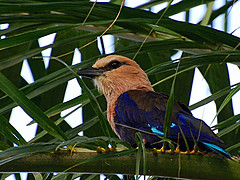 Coracias cyanogaster