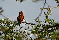 Eurystomus glaucurus