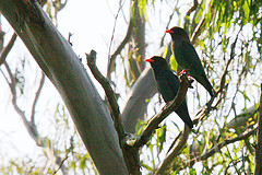 Eurystomus orientalis