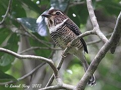 Brachypteracias leptosomus