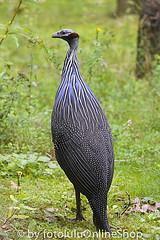 Acryllium vulturinum