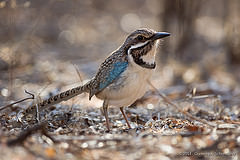 Uratelornis chimaera