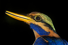 Actenoides concretus