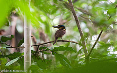 Melidora macrorrhina