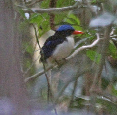 Tanysiptera hydrocharis