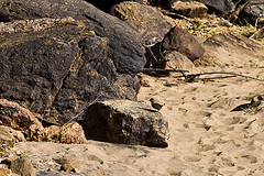 Ptilopachus petrosus