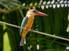 Pelargopsis capensis