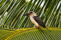 Pelargopsis melanorhyncha