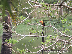 Pelargopsis amauroptera