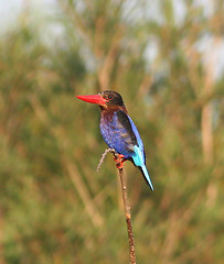 Halcyon cyanoventris