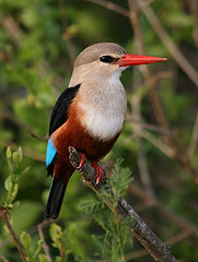 Halcyon leucocephala
