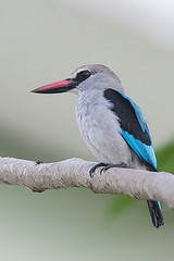 Halcyon senegalensis