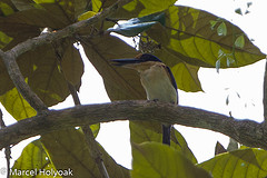 Todiramphus winchelli