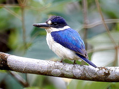 Todiramphus macleayii