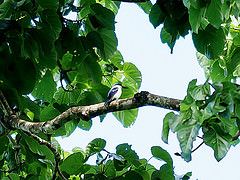 Todiramphus albonotatus