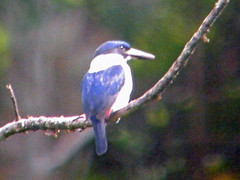 Todiramphus leucopygius