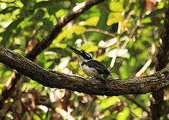 Todiramphus funebris