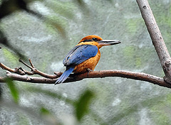 Todiramphus cinnamominus